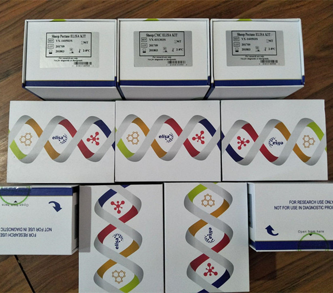 大鼠脑源性神经营养因子(BDNF)ELISA检测试剂盒